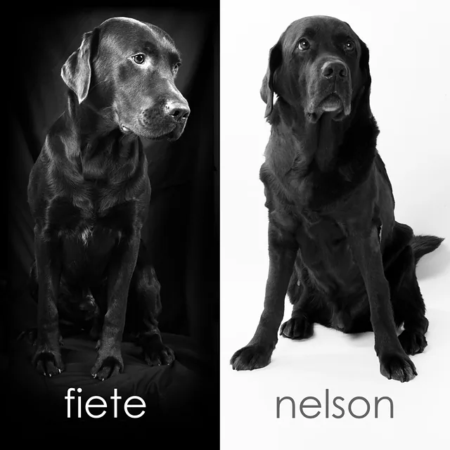Die Praxishunde Nelson und Fiete